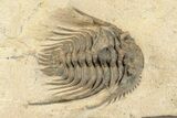 Spiny Leonaspis Trilobite - Foum Zguid, Morocco #204438-5